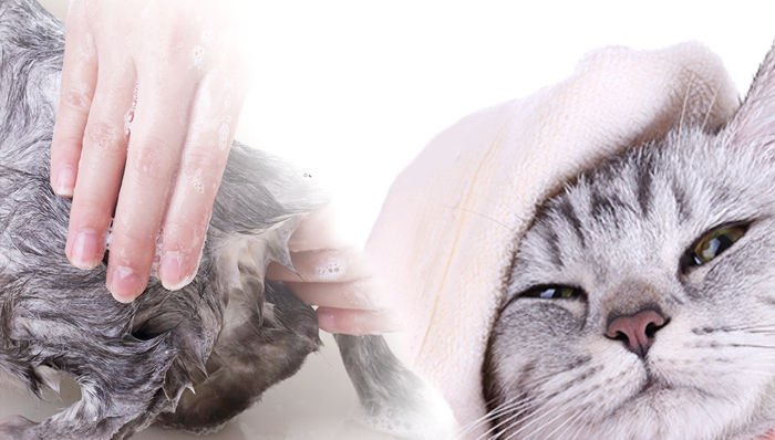 Купаем кошку!