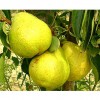 Эстафета грушевого вкуса